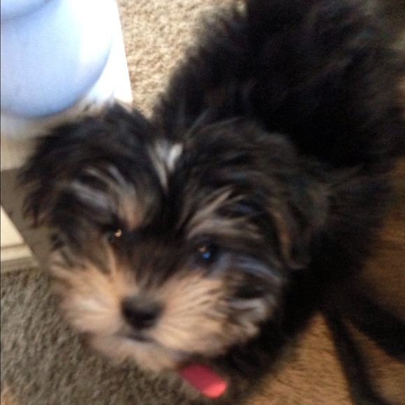 Coco ❤ - Picture 3 of 4