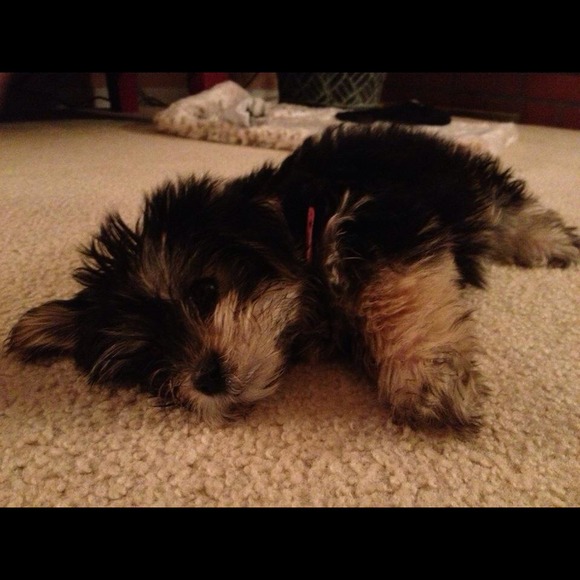 Coco ❤ - Picture 4 of 4