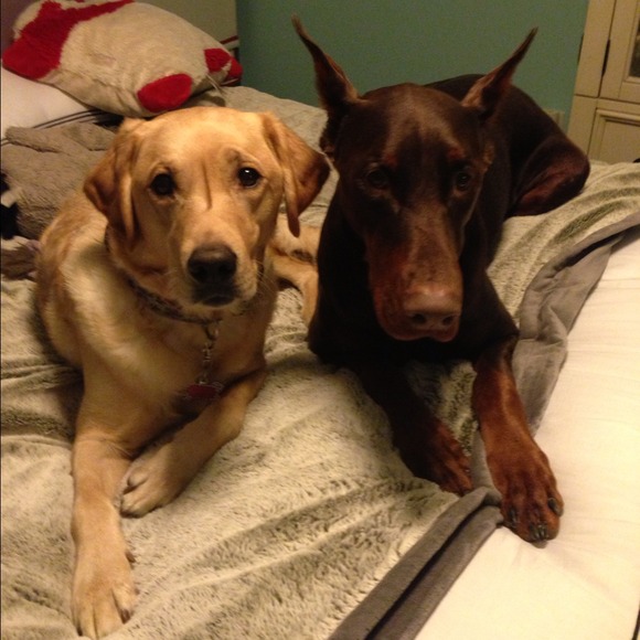 Meet the pups!