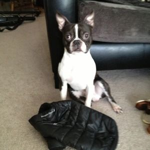 🐾BEVERLY HILLS POLO Dog Coat!🐾