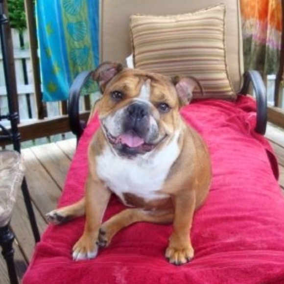 My english bulldog, Cadence 🌟PRICELESS!! 🌟