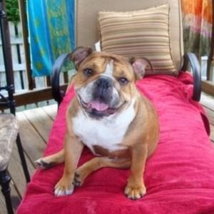 My english bulldog, Cadence 🌟PRICELESS!! 🌟