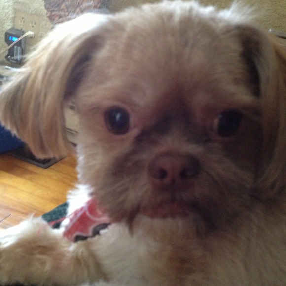 My best furry buddy:)