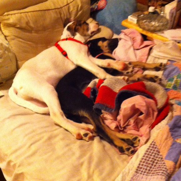 Tyler and Roxy - Picture 2 of 2