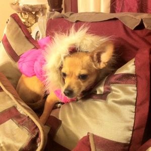 My Dog, Libby! ❤❤❤