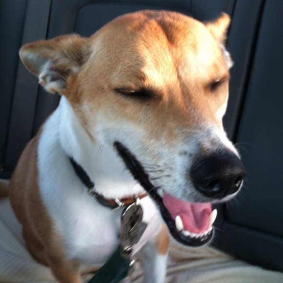 Meet the seller and family - Picture 4 of 4