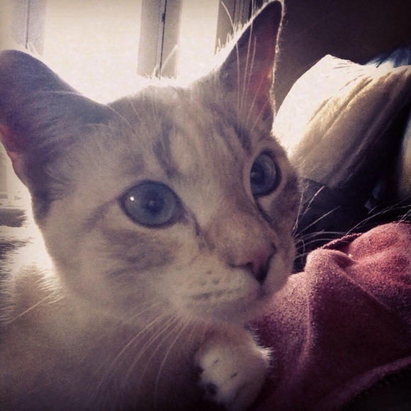 Meet the seller! Louis Vuitton kate spade burch CC