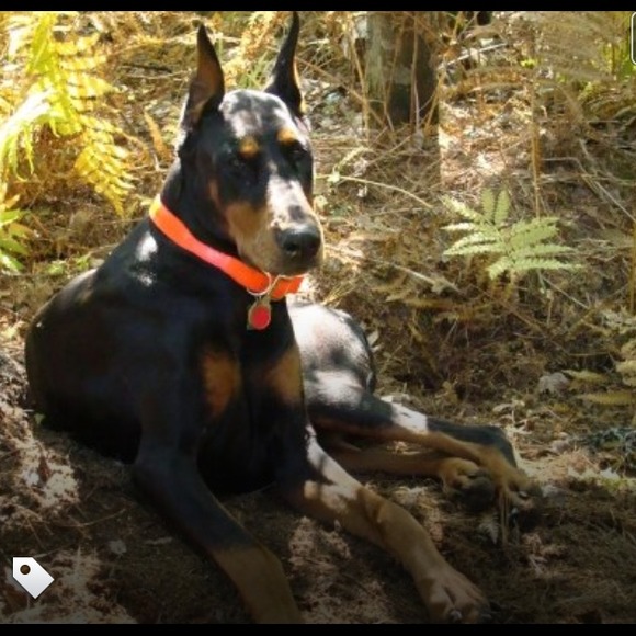My first born. My doberman, Buster!! - Picture 1 of 4
