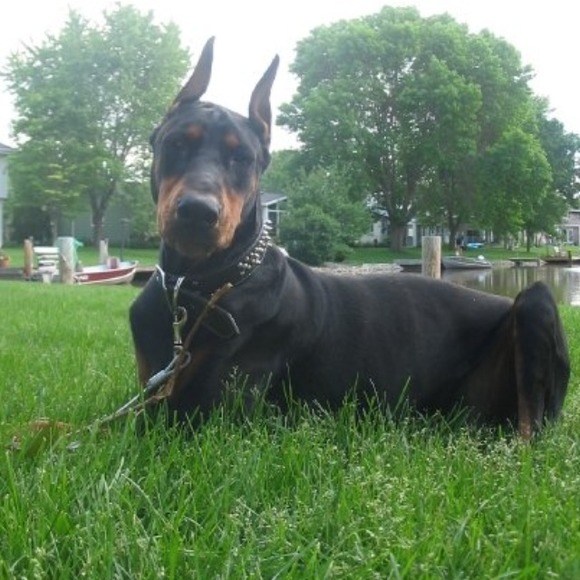 My first born. My doberman, Buster!! - Picture 2 of 4