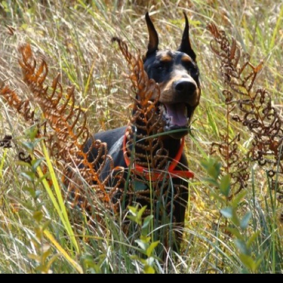My first born. My doberman, Buster!! - Picture 3 of 4