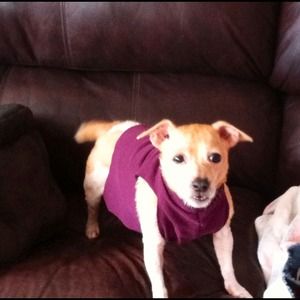 Doggie tshirts from recycled sweatshirts!