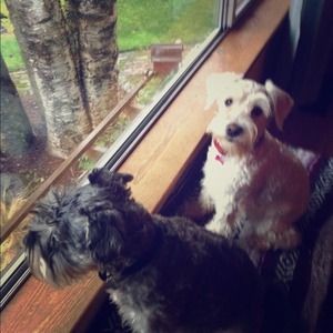 My pups, Wolfgang & Heidi.