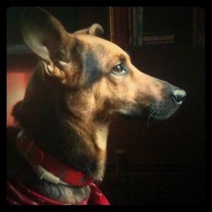 My Puppy Baby - Otto