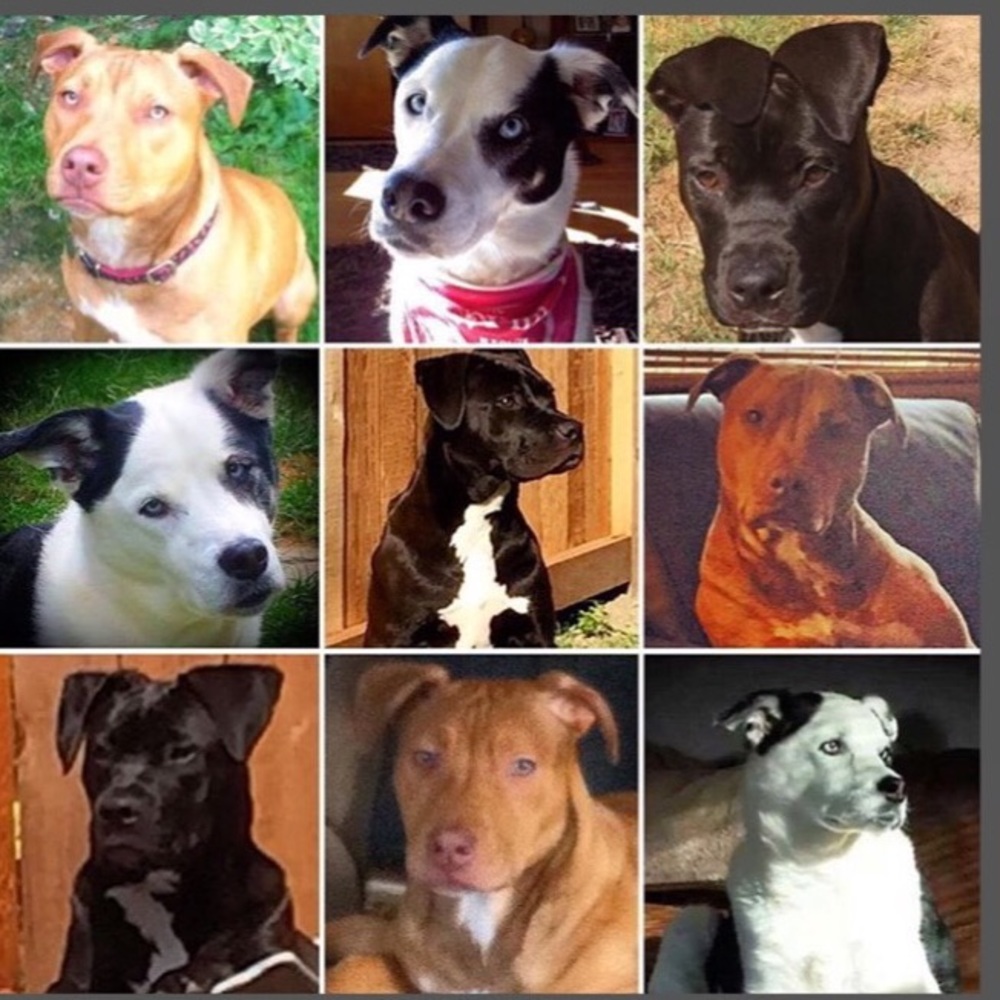 My rescue babies🐾Reilly,Baya & the newest Apryl …now the newest newest… Elynor!