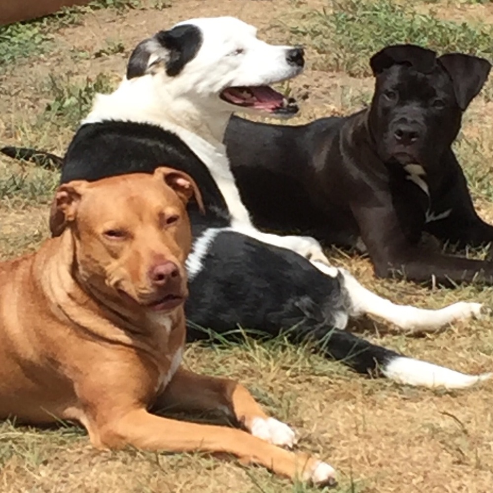 My rescue babies🐾Reilly,Baya & the newest Apryl …now the newest newest… Elynor! - Picture 3 of 12