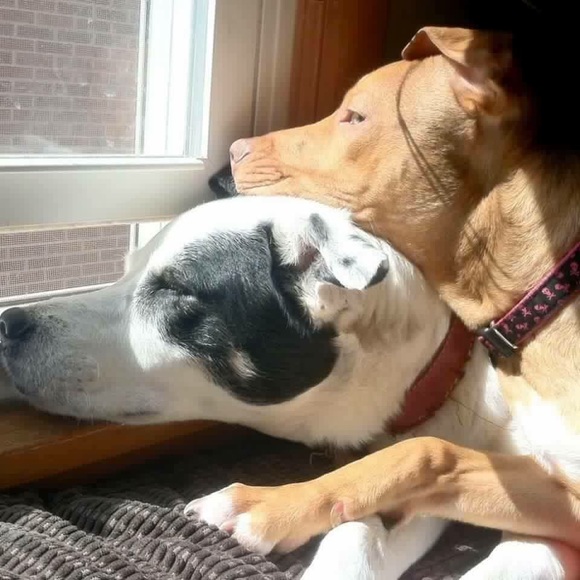 My rescue babies🐾Reilly,Baya & the newest Apryl …now the newest newest… Elynor! - Picture 2 of 12