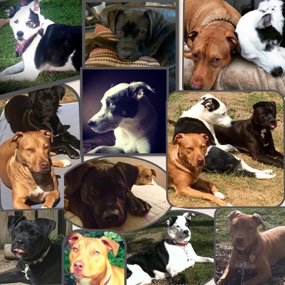 My rescue babies🐾Reilly,Baya & the newest Apryl …now the newest newest… Elynor! - Picture 4 of 12