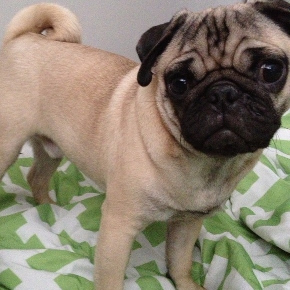 Meet my baby Chico