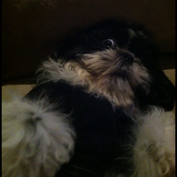 💚Cisco Otis Spunkimier 💚 - Picture 3 of 3