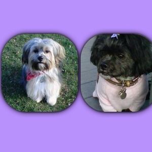 These are my babies!!! 🐾 Harvey & Piper