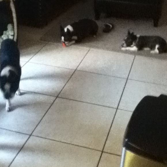 Cutte - Picture 4 of 4