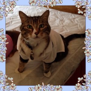 🐩Med white polo with black accent