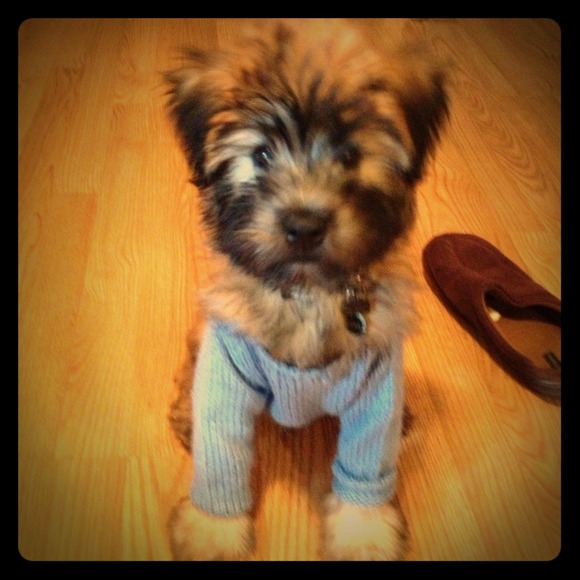 Meet my new addition! Puppy! Not for sale! :-)