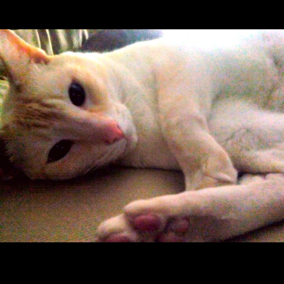 my pretty kitty cat!