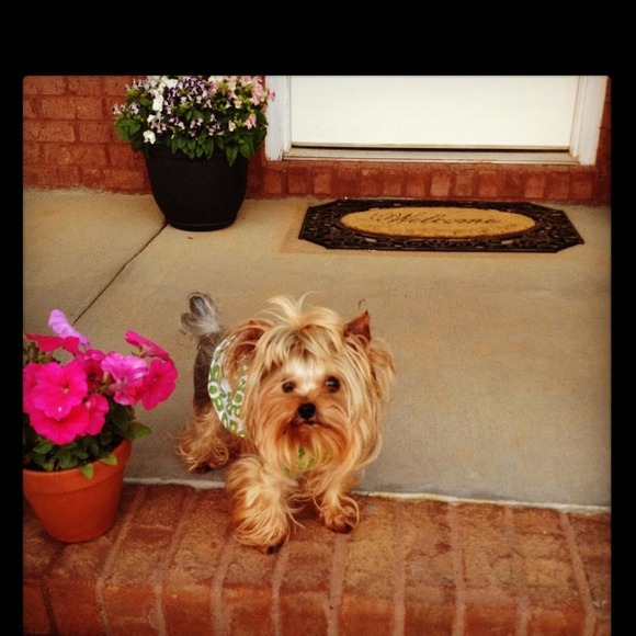 Pipa & Paxley - Picture 2 of 4