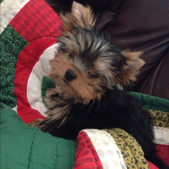 Pipa & Paxley - Picture 3 of 4