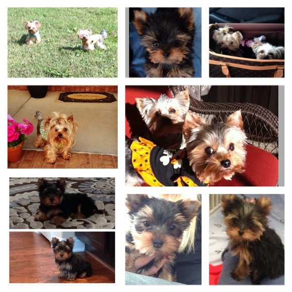 Pipa & Paxley - Picture 4 of 4