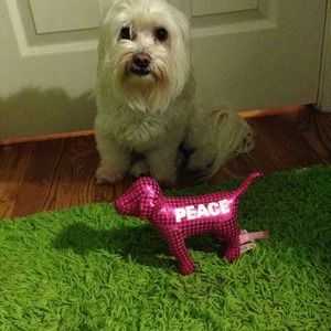 The pink peace dog. NOT THE REAL DOG LOL!