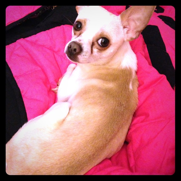 NOT FOR SALE! Meet my baby boy, Kash. 🐶💜