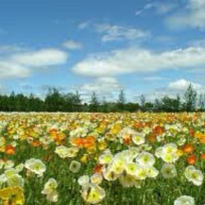 SPRING and SUMMER ARRIVALS!!!!