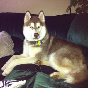 Sharing my furry loves!!!