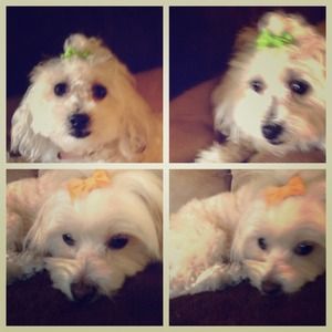 Meet my puppies🐶🐶just sharing