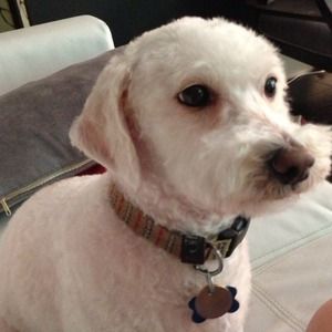 Looking for super cute designer dog collars