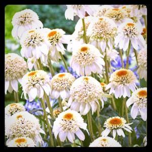 Bundle for kristieshirley