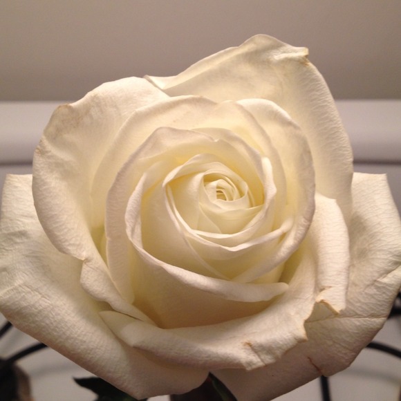Beautiful Rosé - Picture 1 of 1