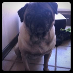 Pug!!!