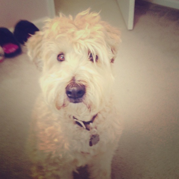 Meet my Maggie! For fellow posher ☺