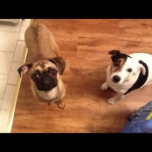 Please buy from our mommy (daddy is mad at her)