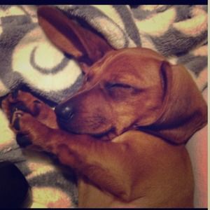 Pic of the day. Oscar is a doll! Follow his momma