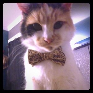 Cat bow