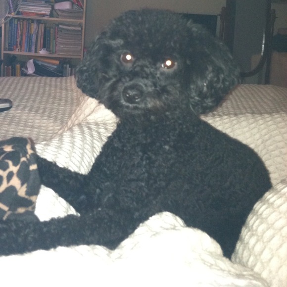 My pup named Pacino is not for sell. My fur boy <3