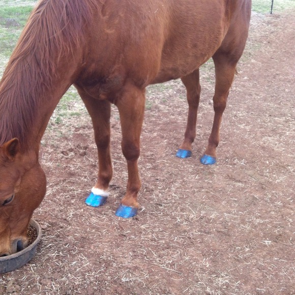 My babies pretty new glitter hooves! Not 4 sale