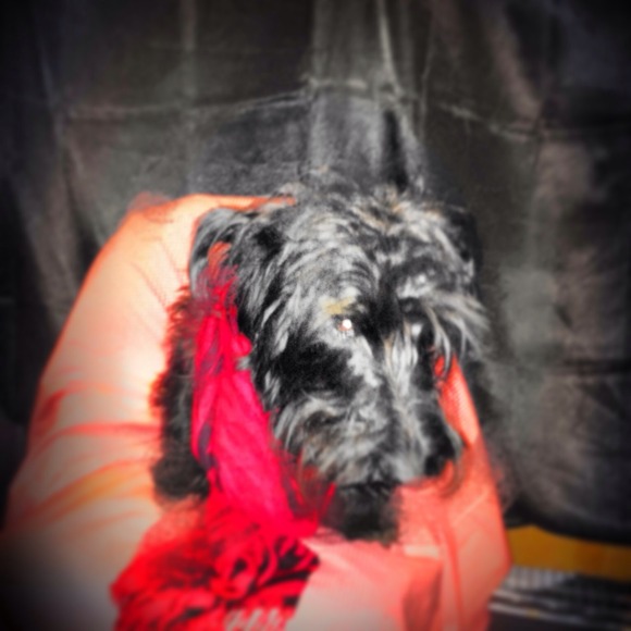 MY NAME IS  HEMINGWAY  , - Picture 1 of 4