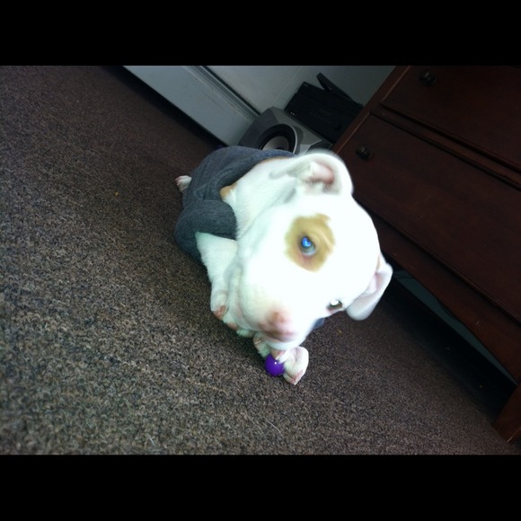 Meet My Puppy