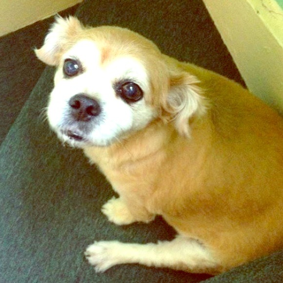 CHEWBACCA ... My little old man .. My baby ❤️😍❤️