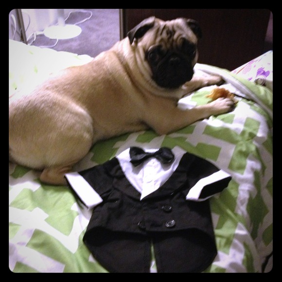 Puppy Formal TUx